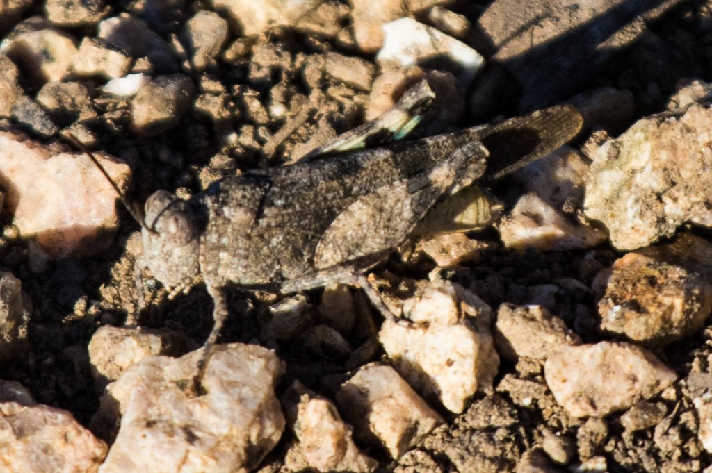 Hadrotettix (Hadrotettix)