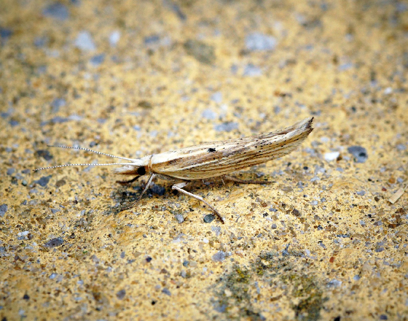 Ypsolopha (Ypsolopha)