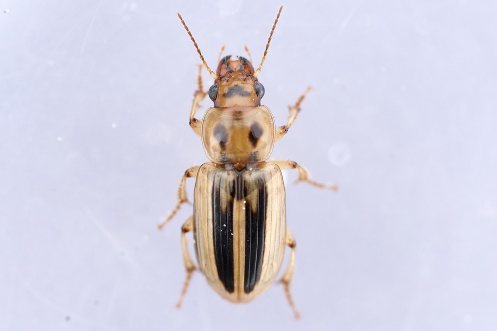 Stenolophus lineola