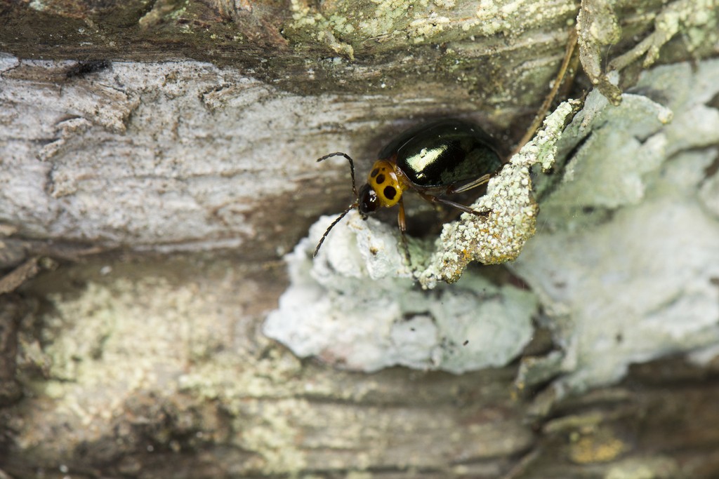 Morphosphaera (Morphosphaera)