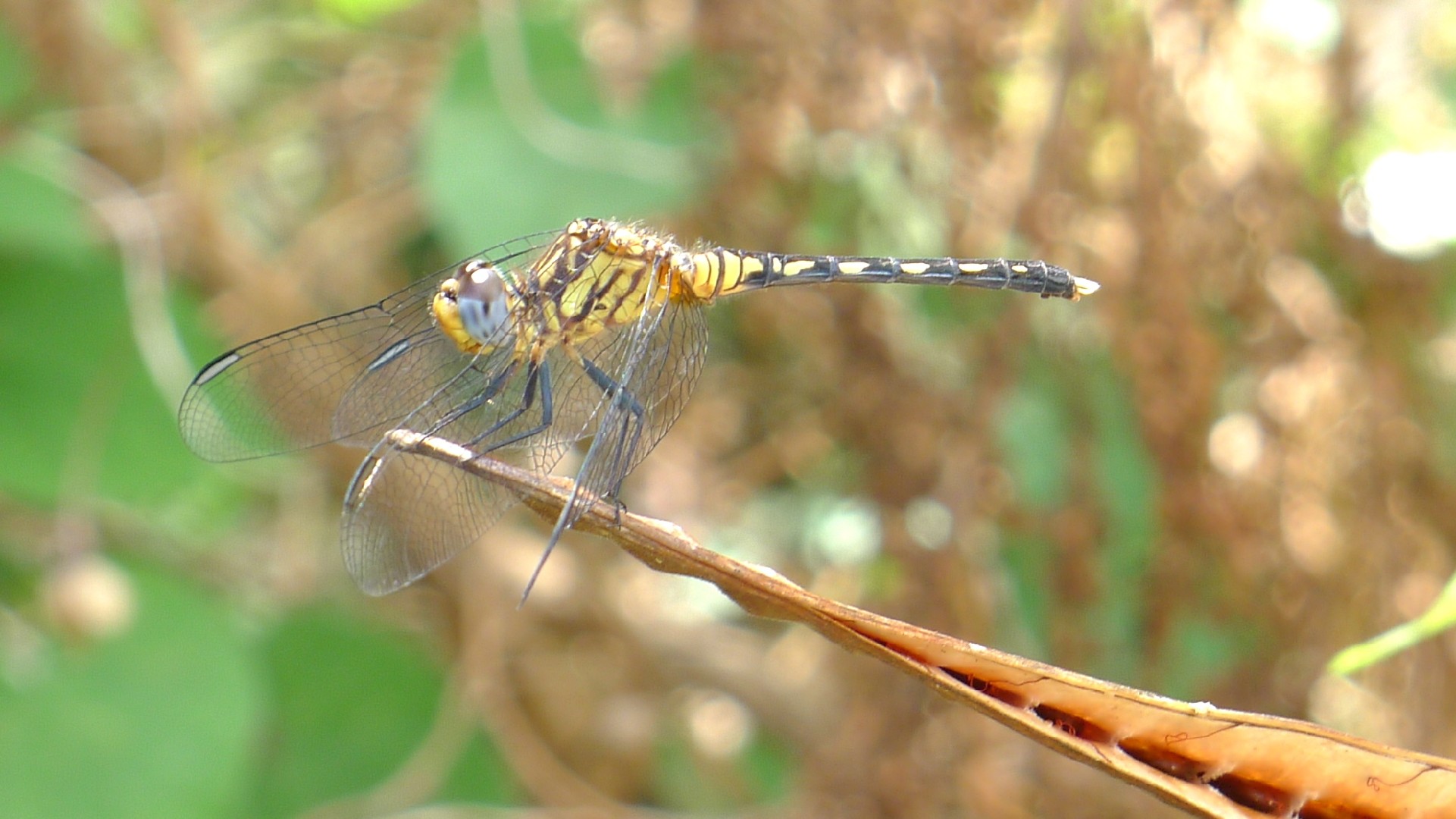 藍小蜻屬 (Diplacodes)