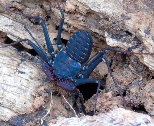 Tendarapos de una espina (Phrynus)