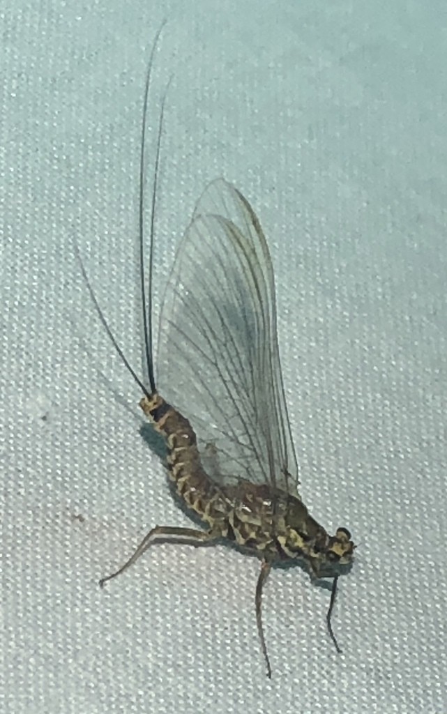 Stream mayflies (Heptageniidae)