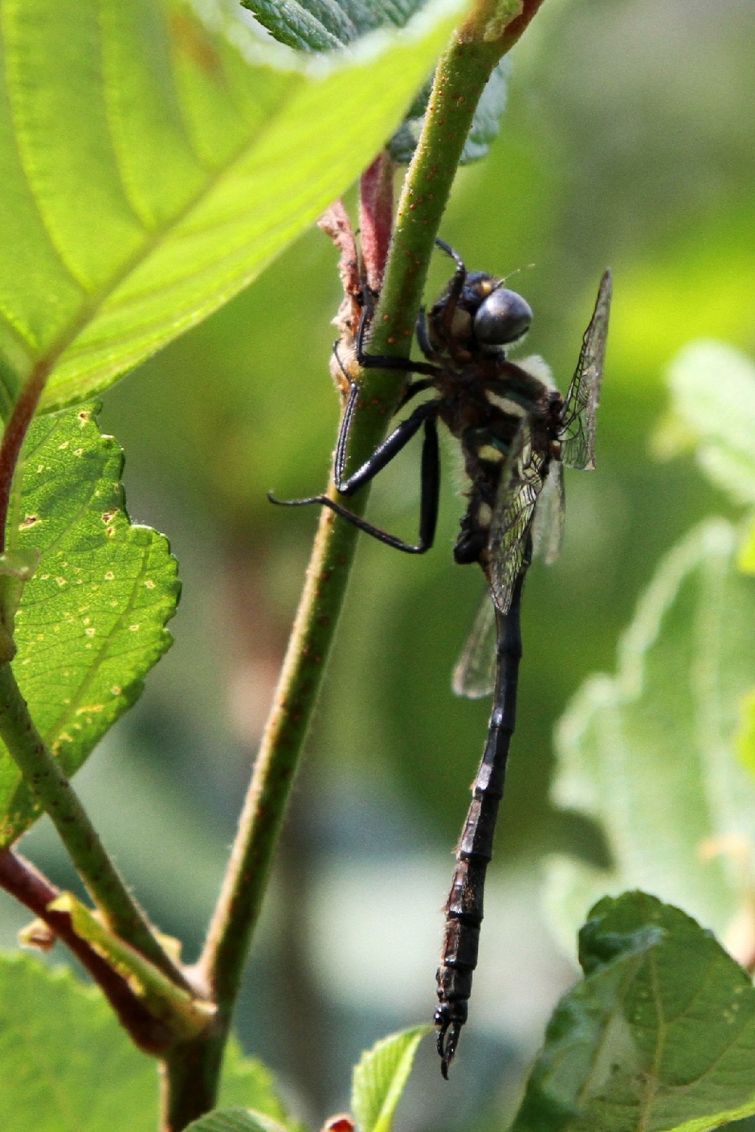 Somatochlora elongata (Somatochlora elongata) - Picture Insect