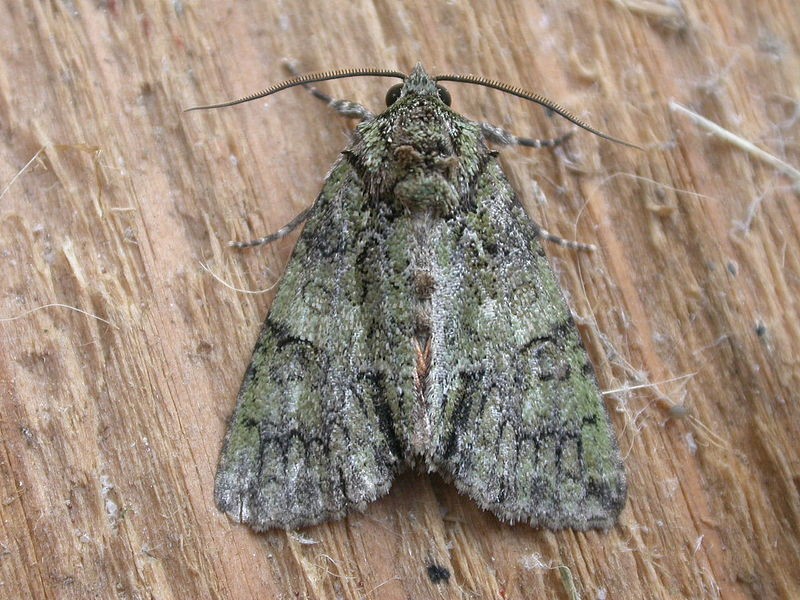 Polyphaenis (Polyphaenis)