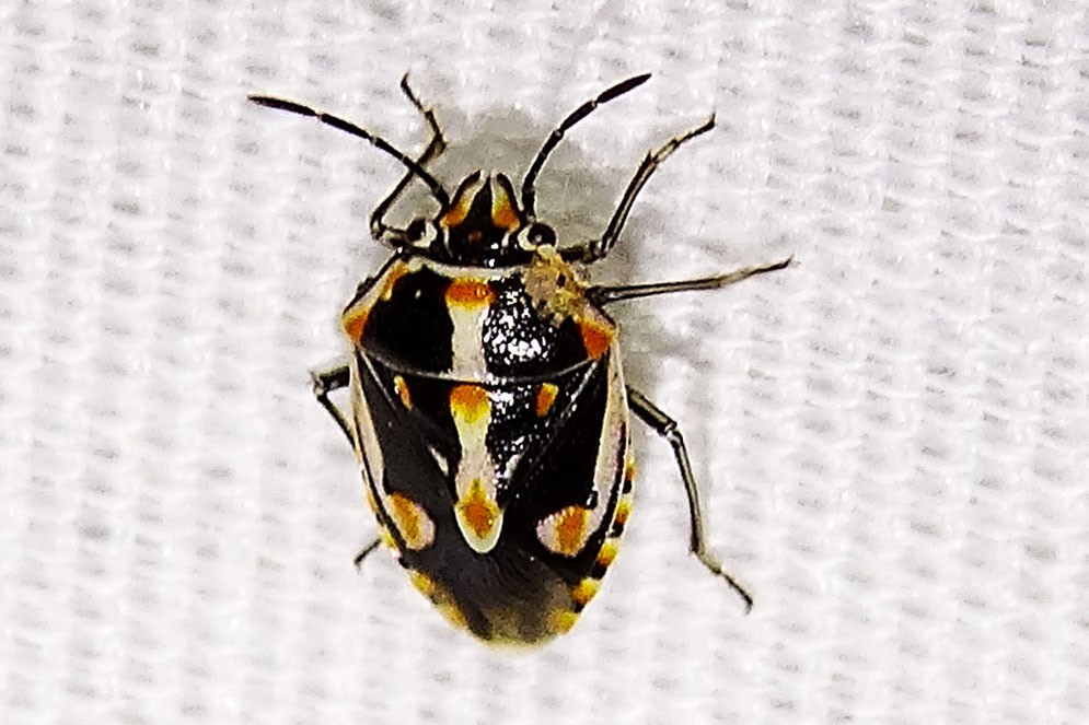 Bagrada hilaris (Bagrada hilaris) Picture Insect