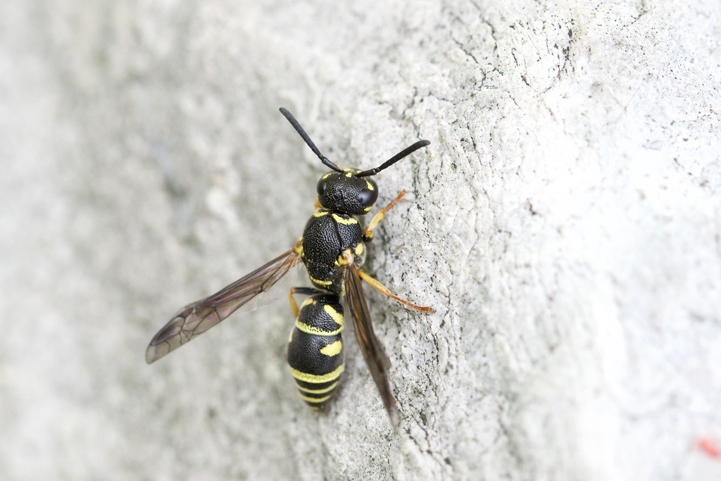 Parancistrocerus (Parancistrocerus)
