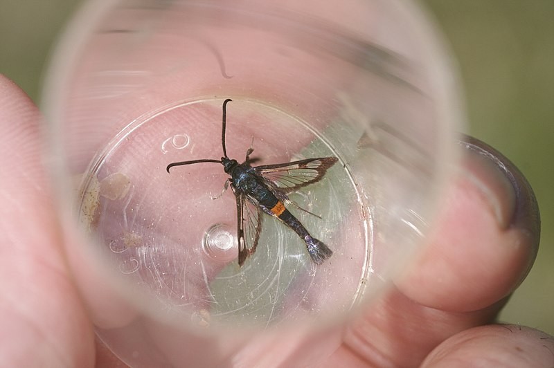 Red-Belted Clearwing