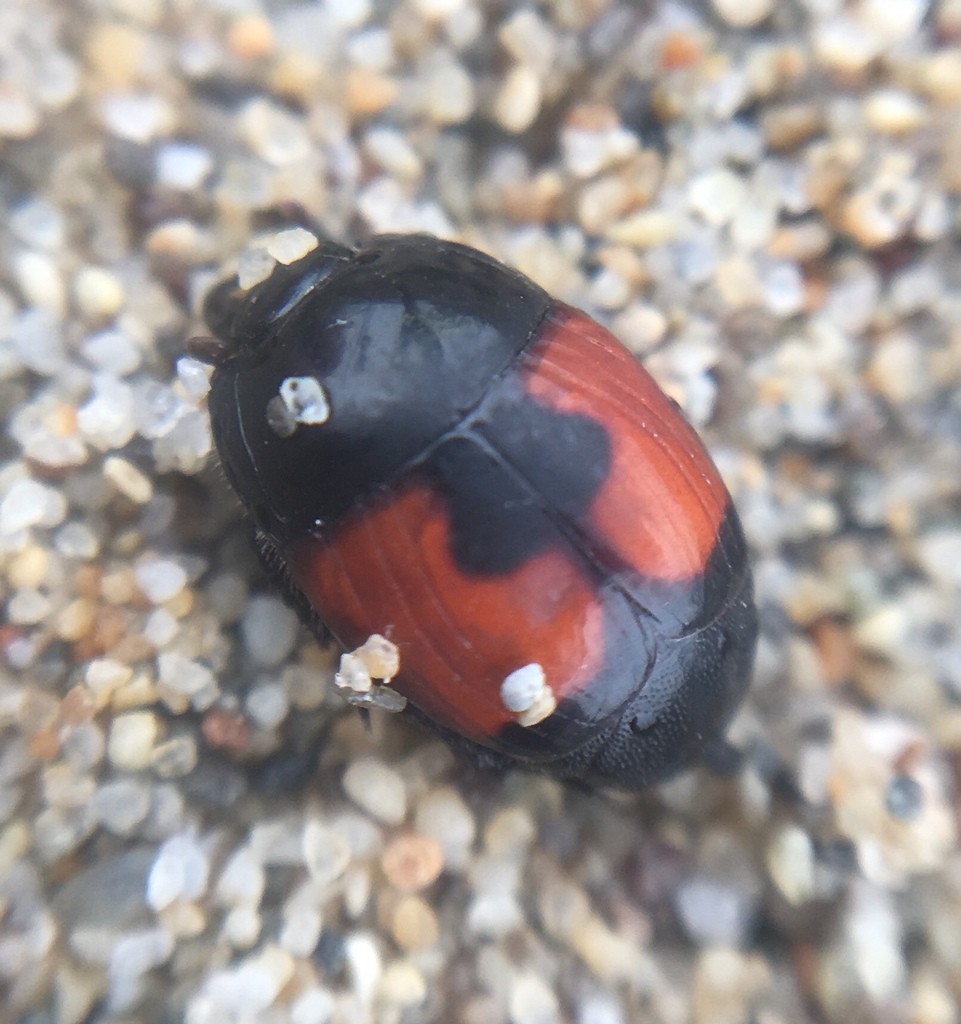 Spilodiscus (Spilodiscus)