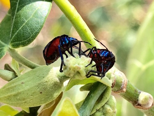 Tectocoris (Tectocoris)