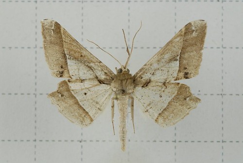 Trigonoptila latimarginaria
