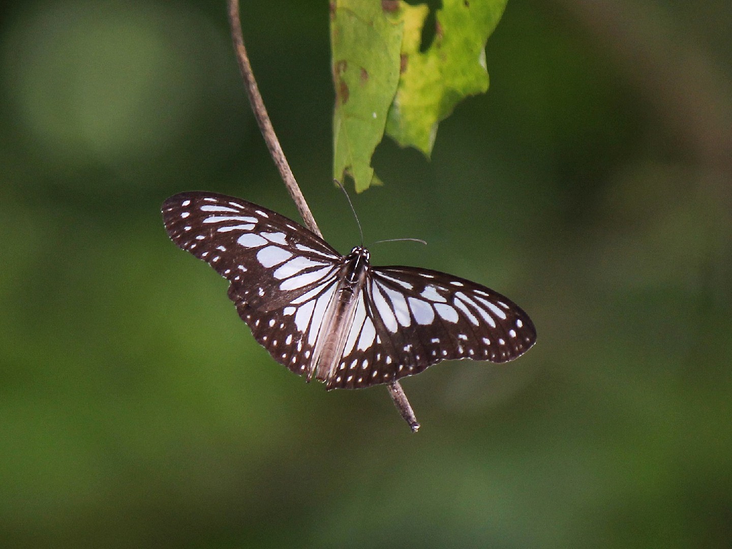 Gray glassy tiger