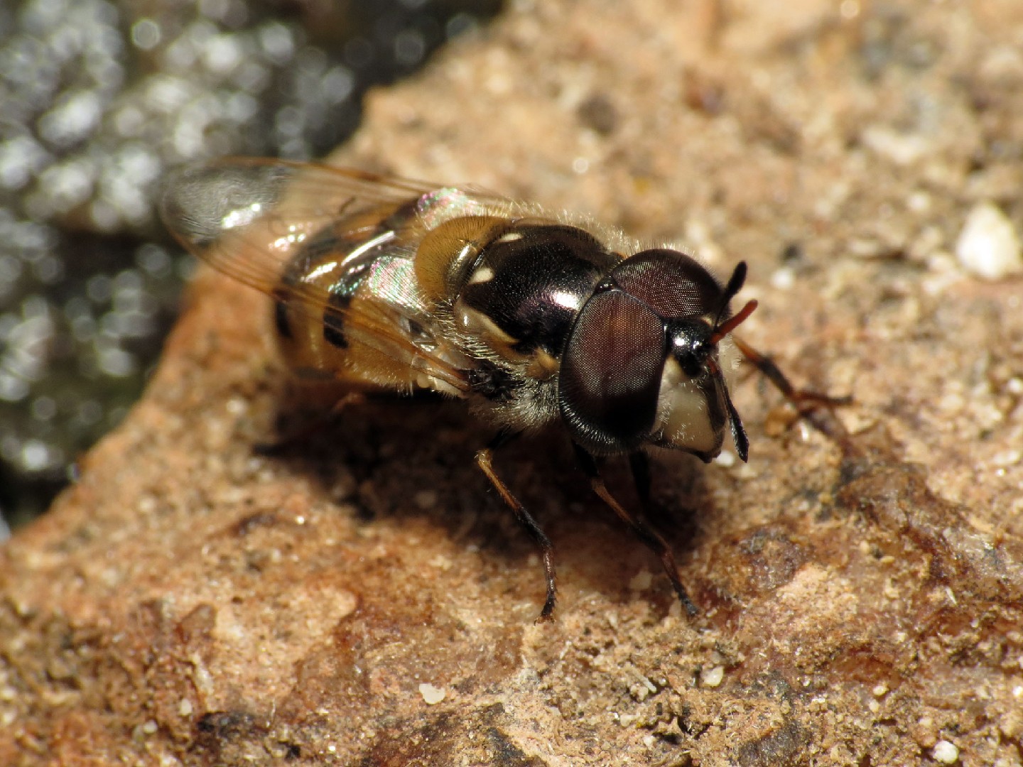 Copestylum marginatum