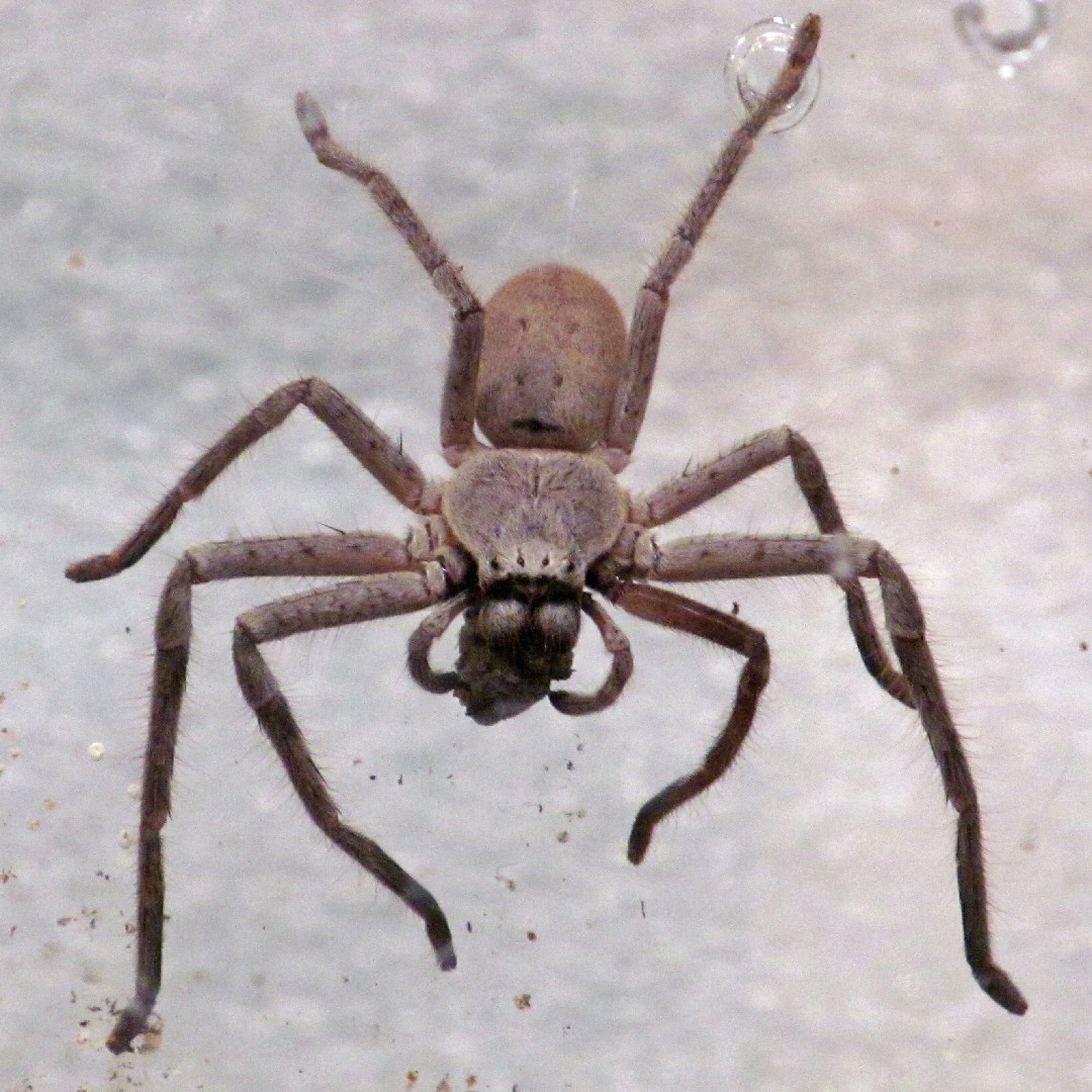 ムクゲアシダカグモ (Isopeda villosa) - Picture Insect