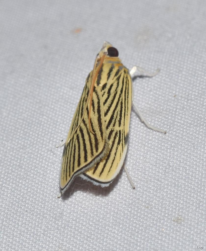 Tyspanodes (Tyspanodes)