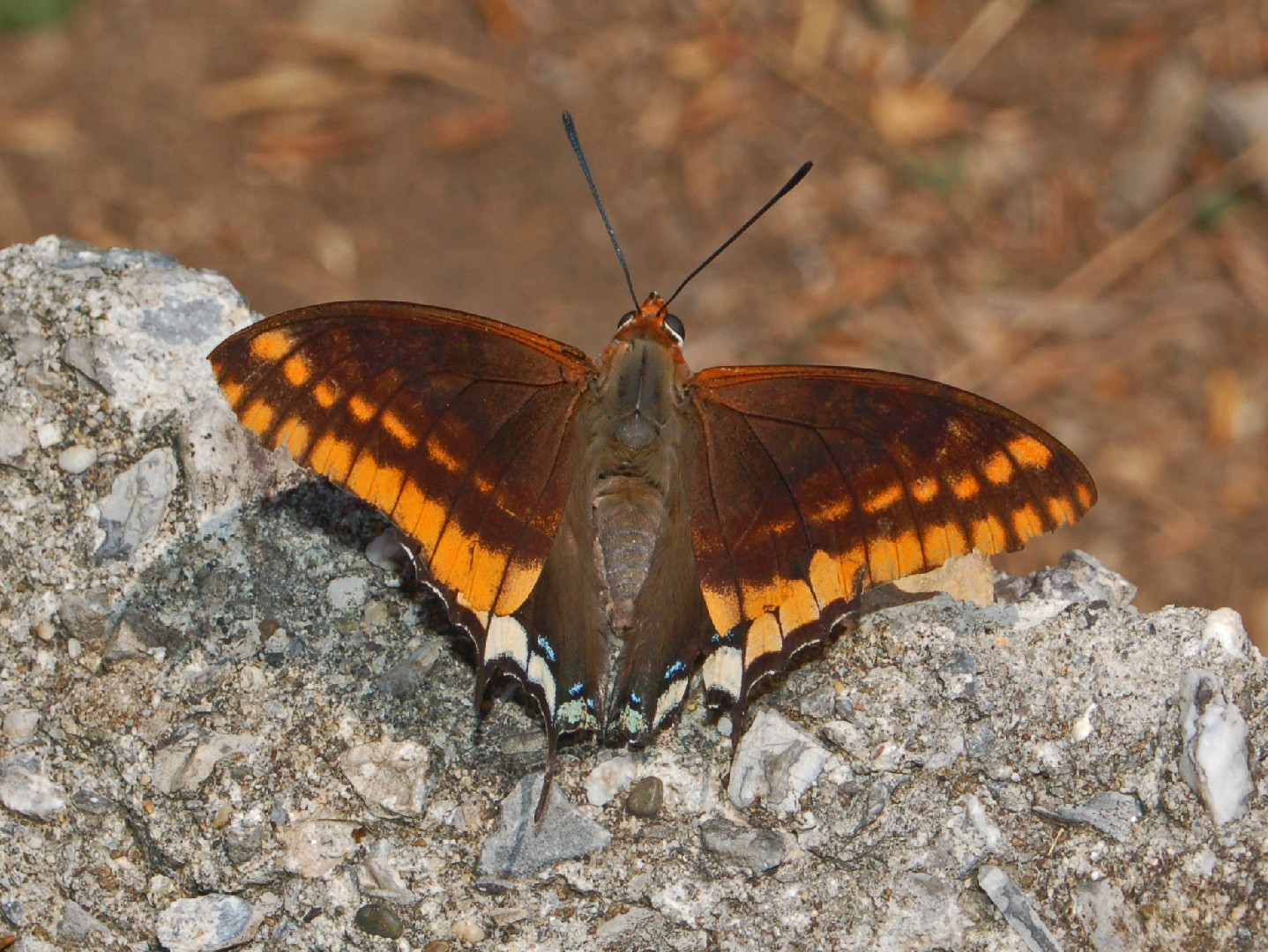 Two-tailed pasha