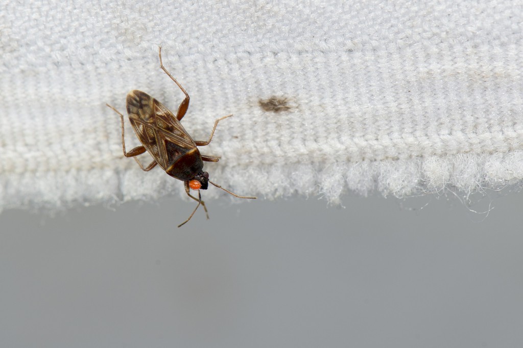 Neolethaeus (Neolethaeus)