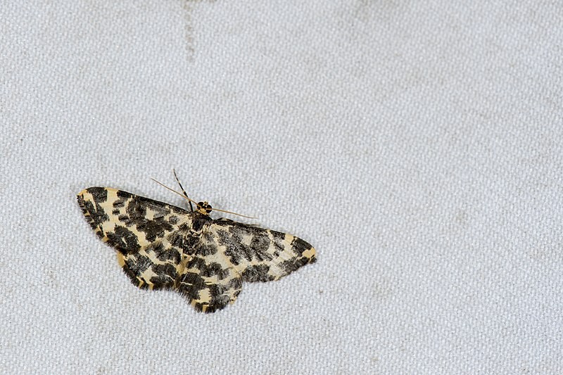 Monocerotesa (Monocerotesa)