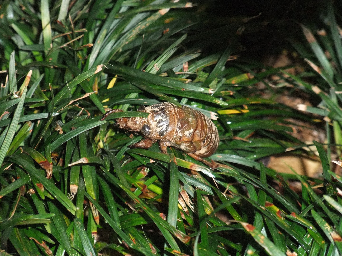 Black giant cicada