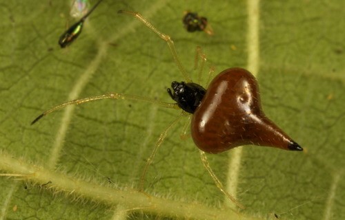 千國蛛屬 (Chikunia)