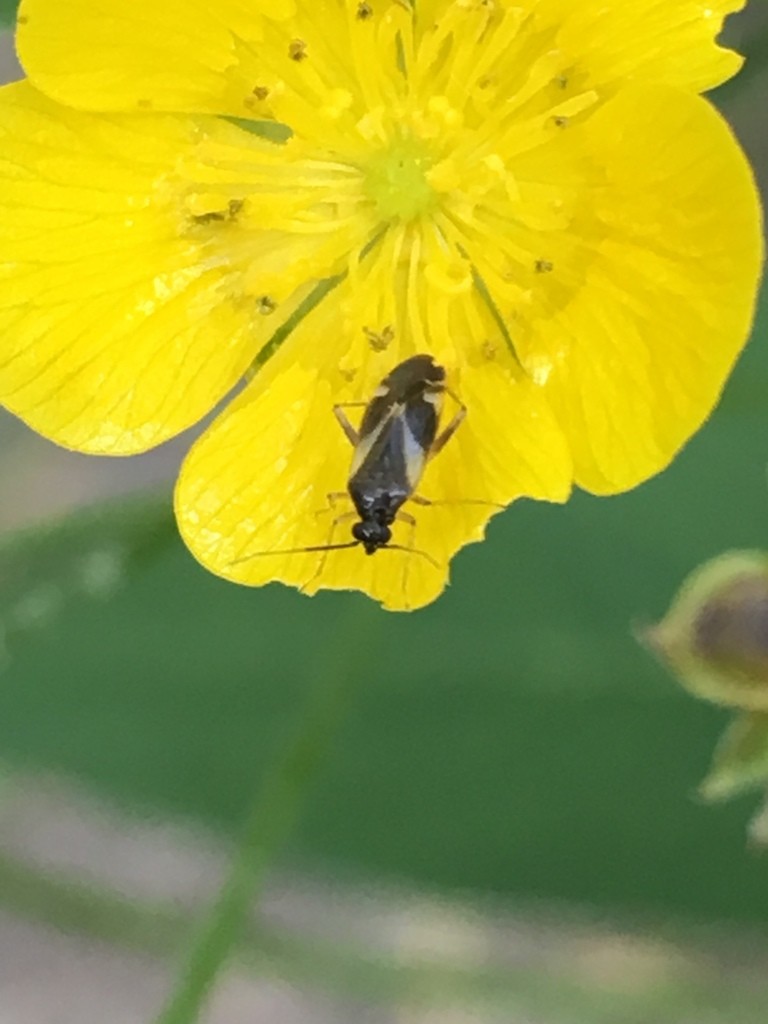 Plagiognathus (Plagiognathus)