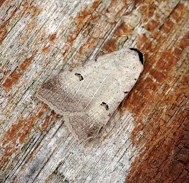 Lygephila (Lygephila)