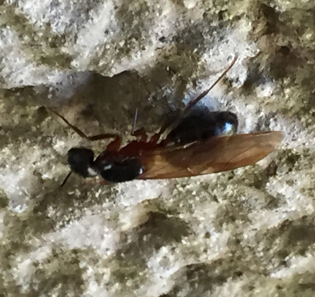 Camponotus modoc (Camponotus modoc) - Picture Insect