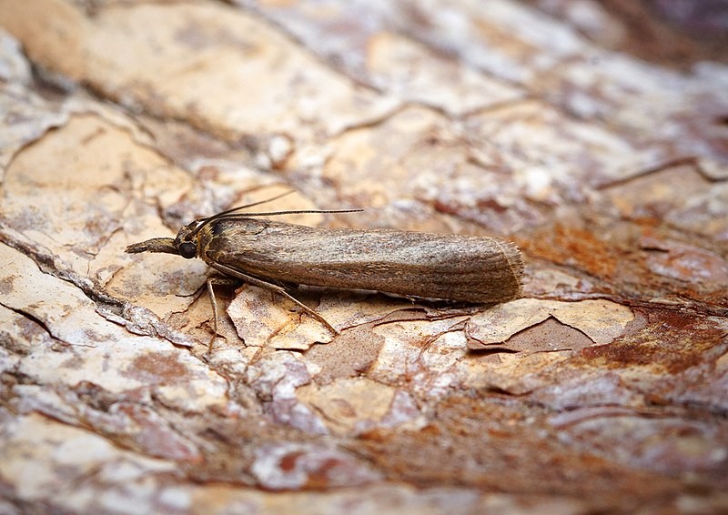 Hypochalcia (Hypochalcia)