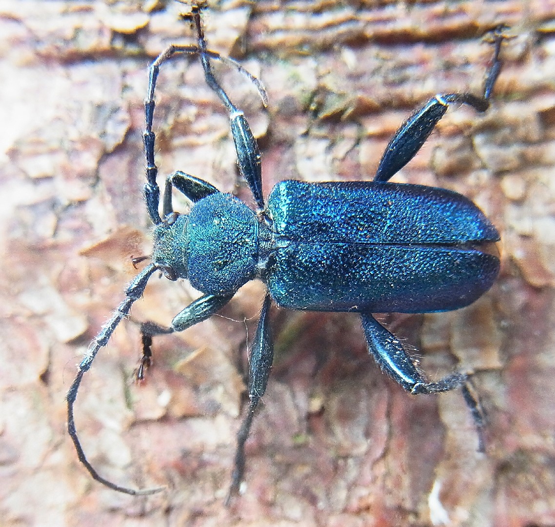 Фиолетовый усач (Callidium violaceum) - Picture Insect