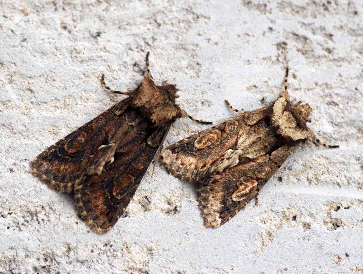 Allophyes (Allophyes)