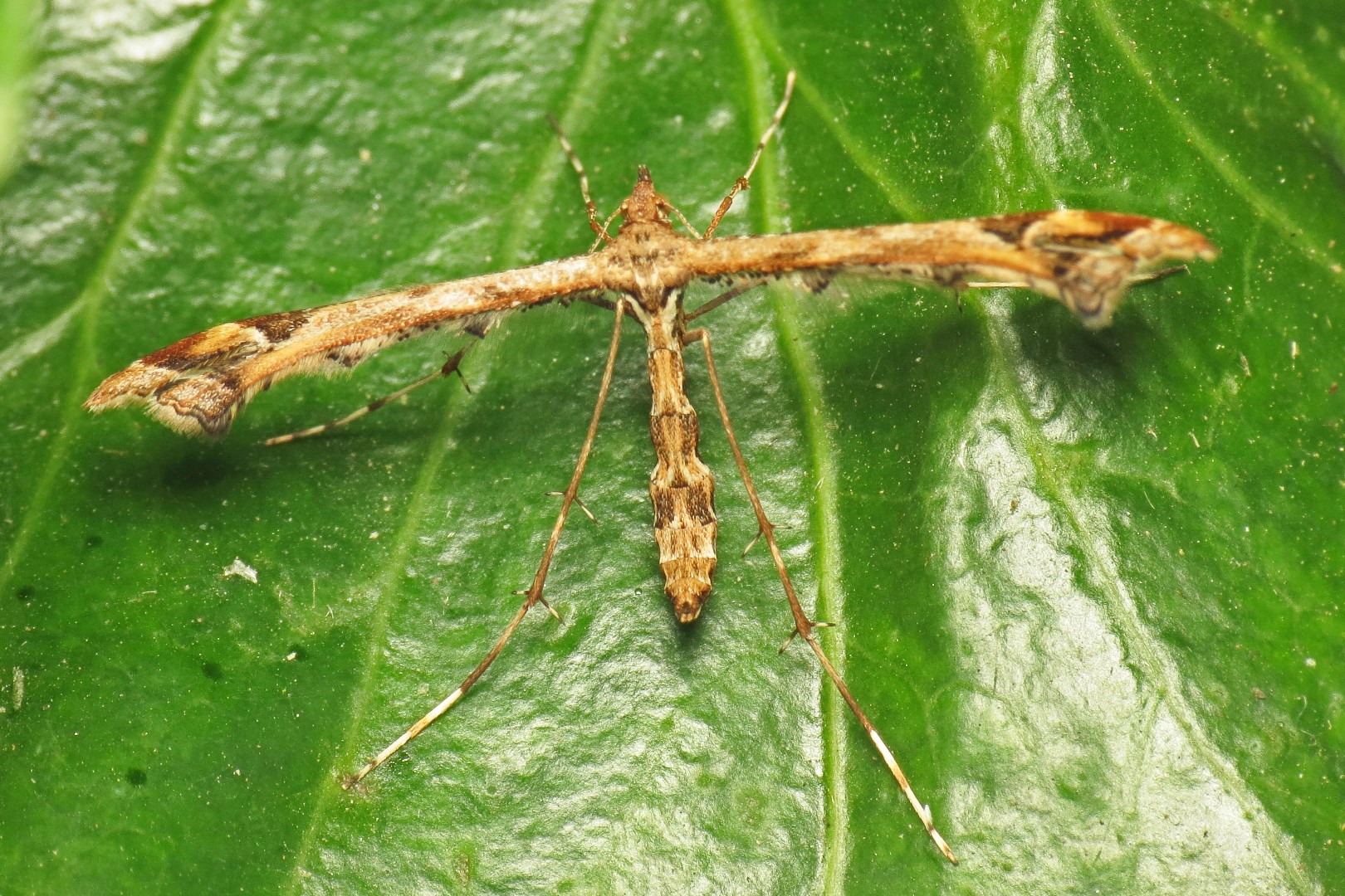 Amblyptilia (Amblyptilia)