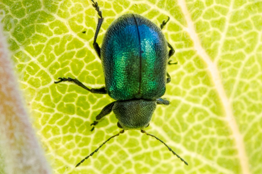 Colaspidea (Colaspidea)