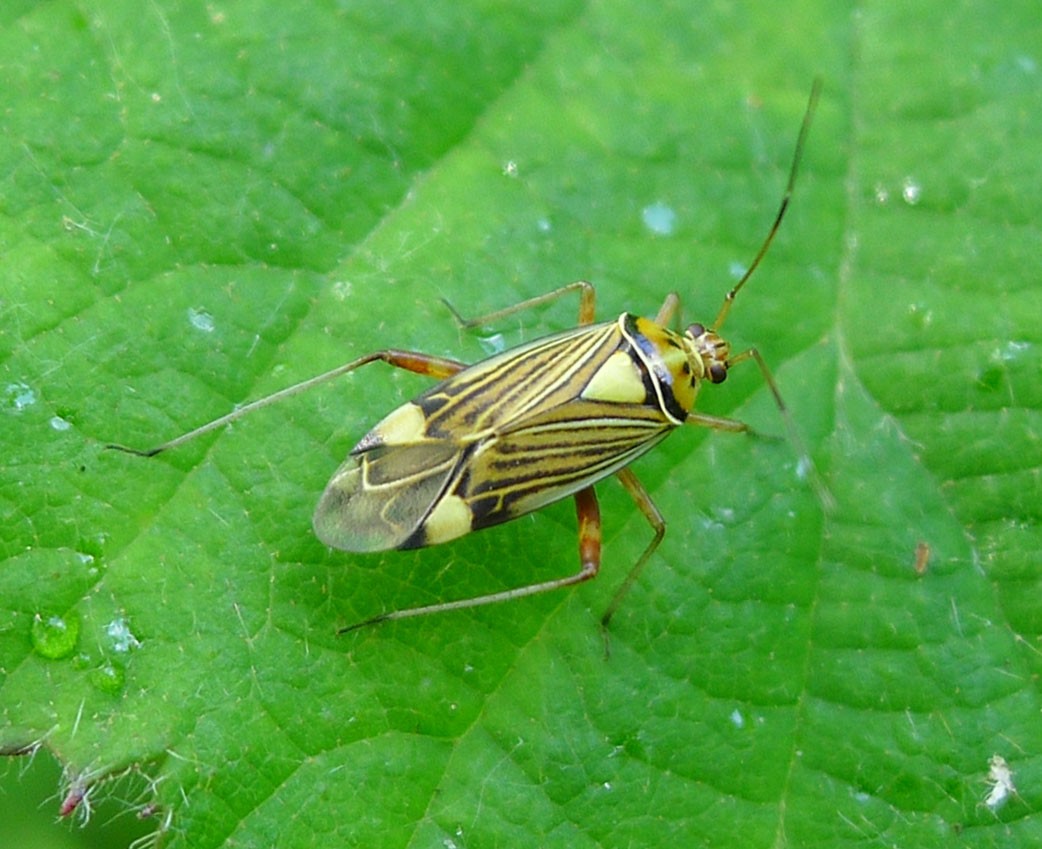 Rhabdomiris (Rhabdomiris)