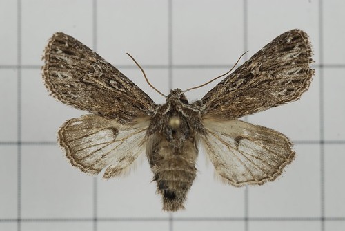 Speidelia (Speidelia)