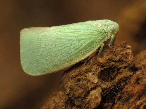 Flatormenis (Flatormenis)