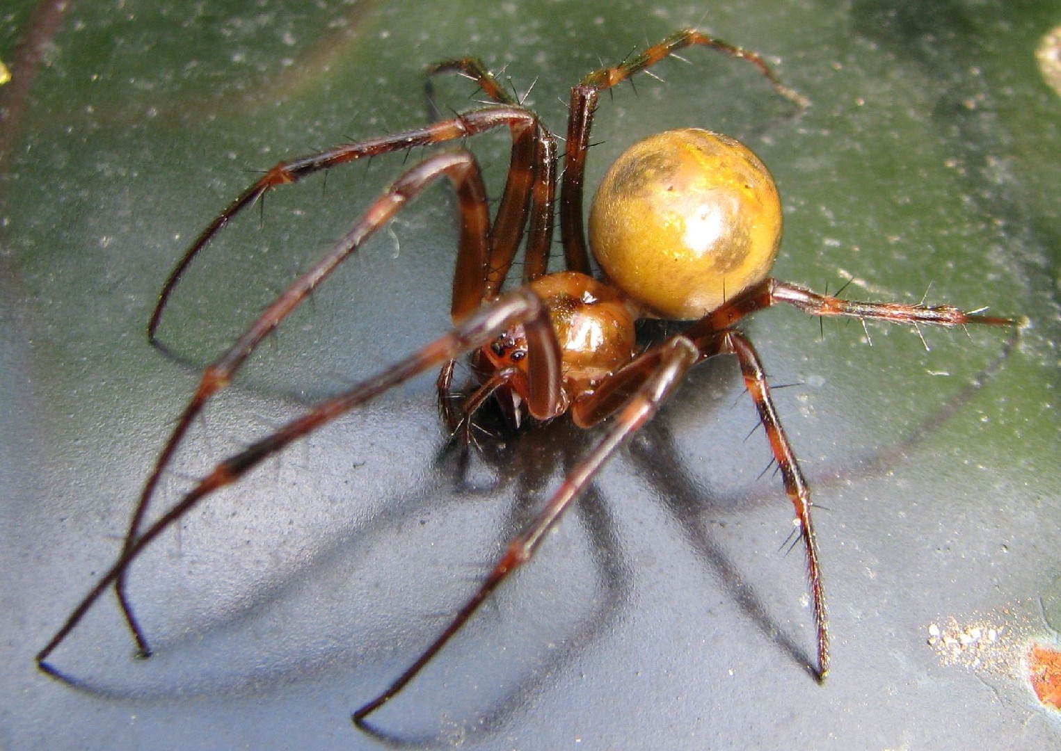 Cave orbweavers (Meta)