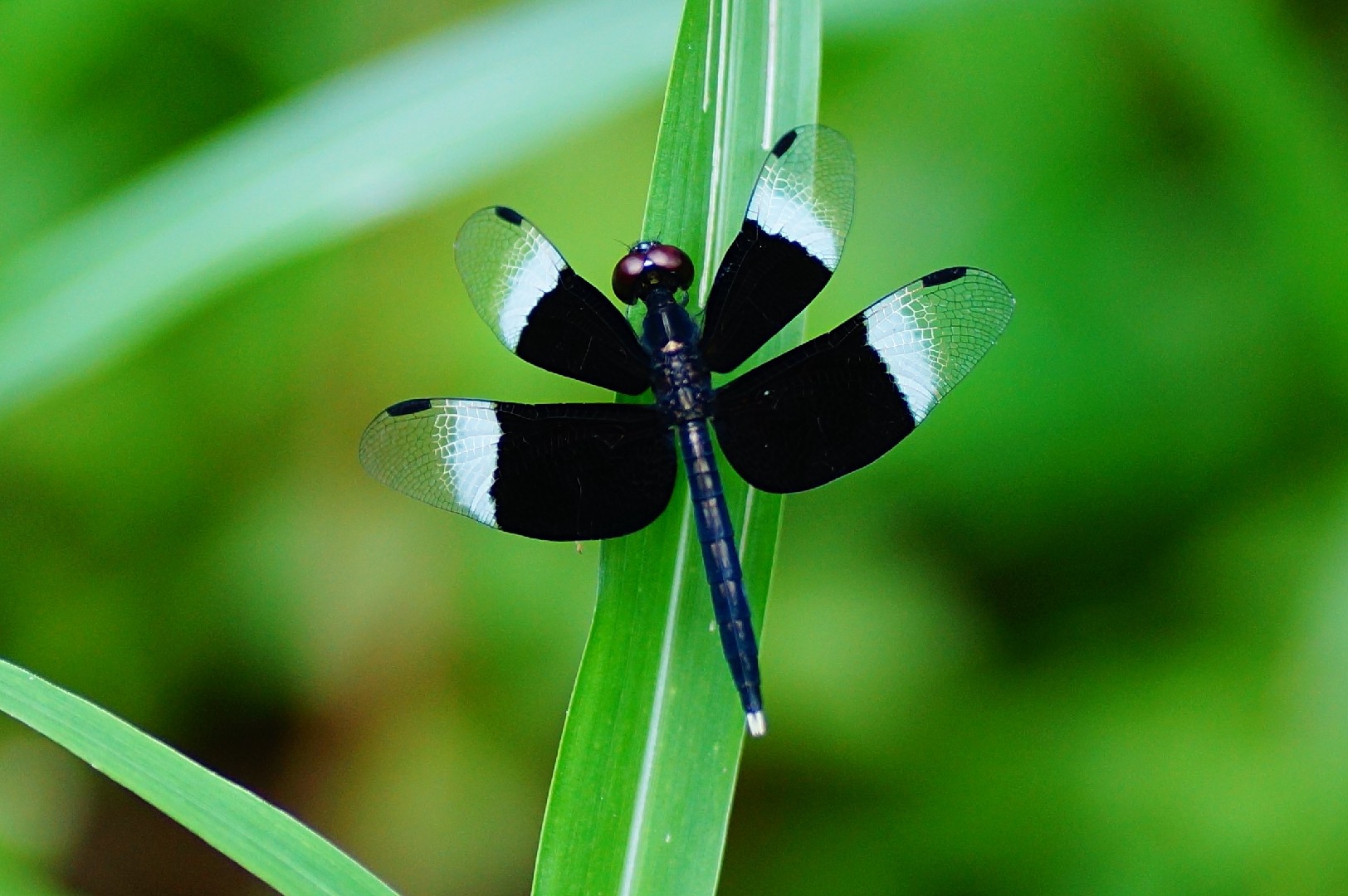 Neurothemis (Neurothemis)