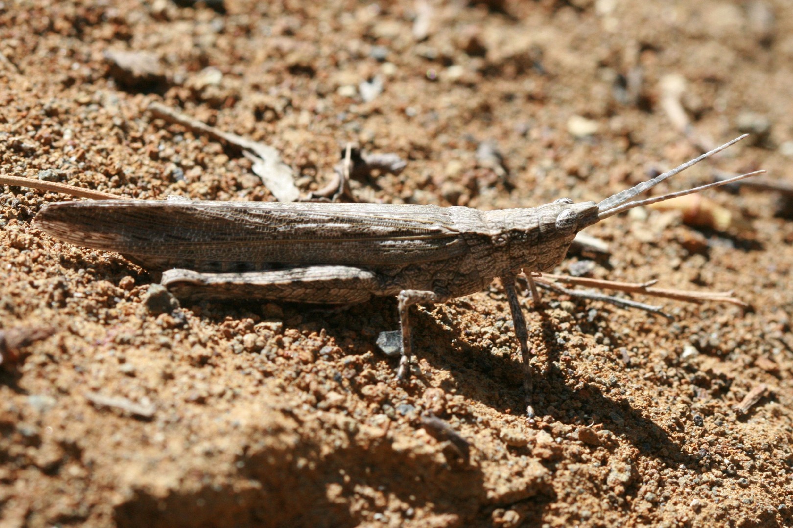 Coryphistes (Coryphistes)