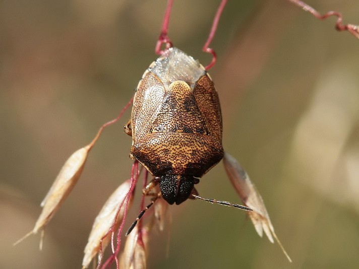 Rubiconia (Rubiconia)