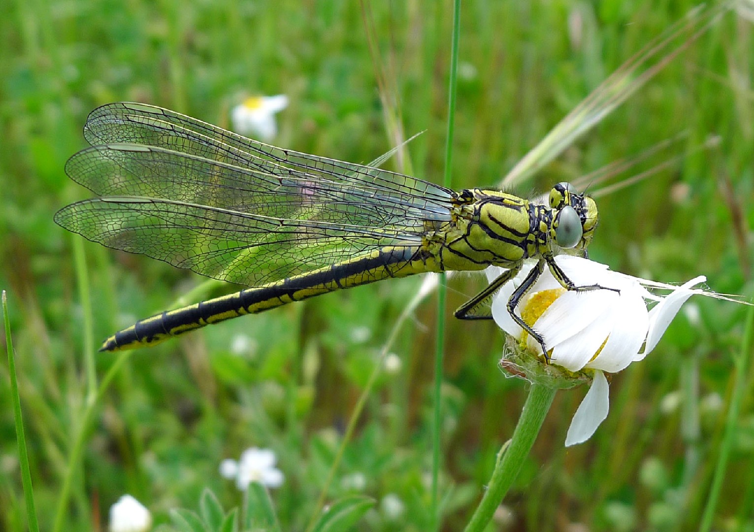 Keiljungfern (Gomphus)