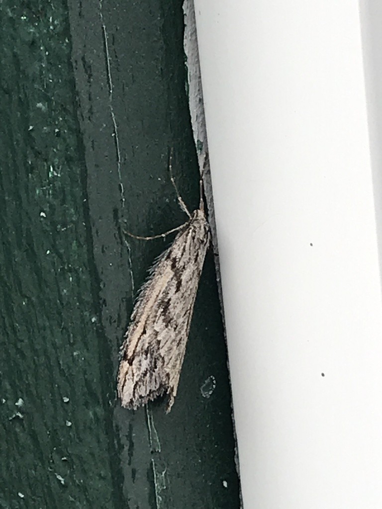 Paleacrita (Paleacrita)