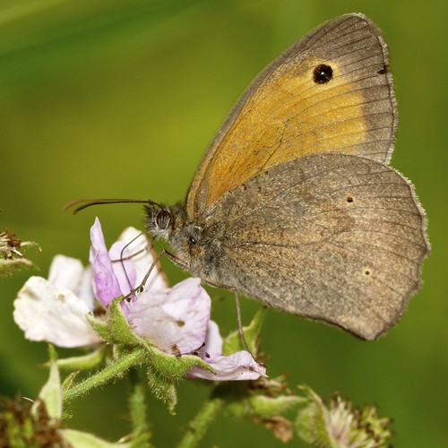 Meadow brown