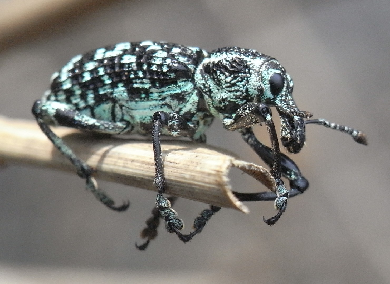 Chrysolopus (Chrysolopus)