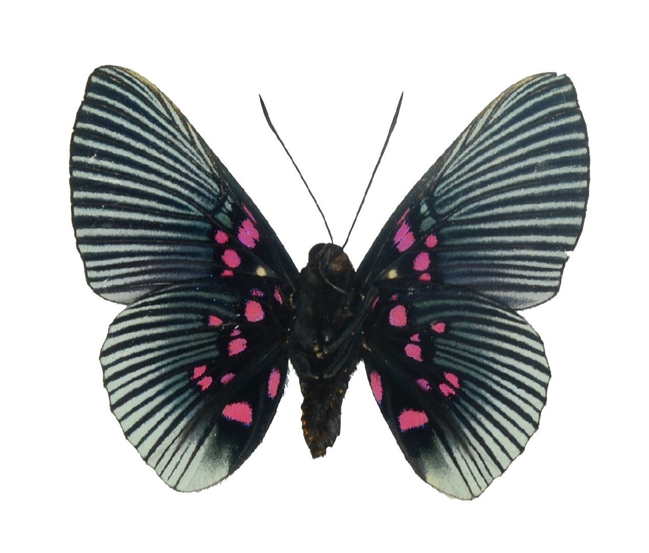 Lyropteryx (Lyropteryx)