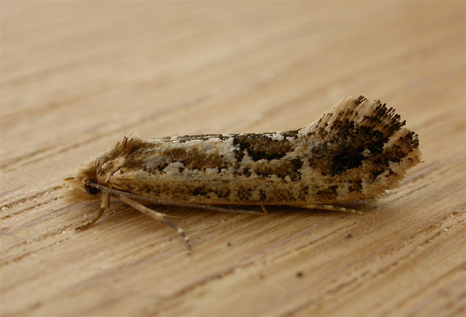 Moerarchis (Moerarchis)