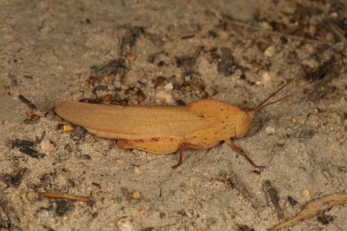 Gumleaf grasshoppers (Goniaea)