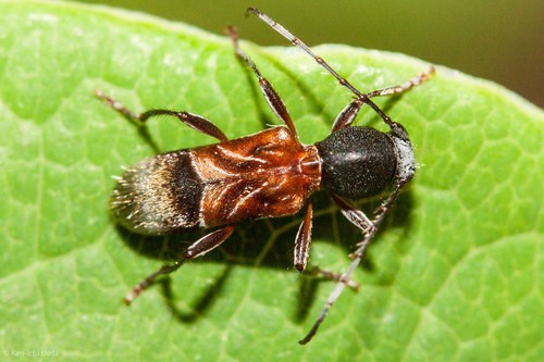 Cyrtophorus (Cyrtophorus)