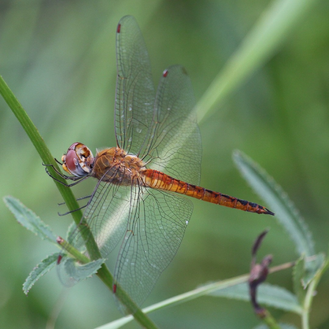 Rainpool gliders (Pantala)