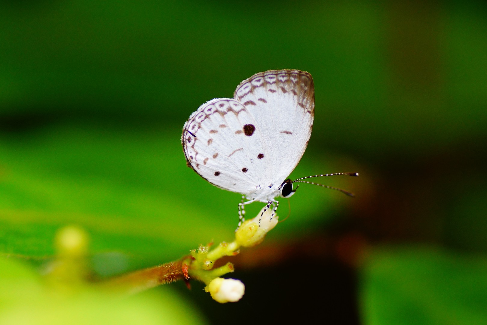 Neopithecops (Neopithecops)