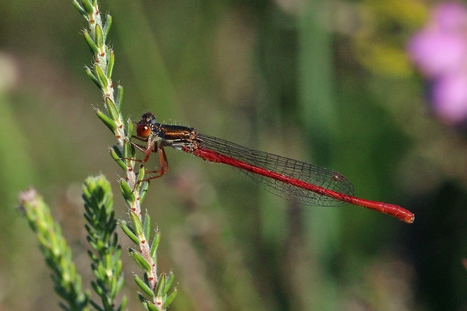 黃蟌屬 (Ceriagrion)